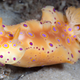 Illustration for article titled Striking Photographs Of Sea Slugs Expose The Alien World Under the Sea